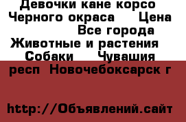 Девочки кане корсо. Черного окраса.  › Цена ­ 65 000 - Все города Животные и растения » Собаки   . Чувашия респ.,Новочебоксарск г.